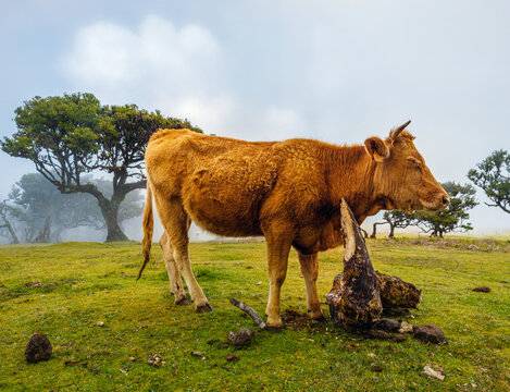 A brown cow standing on a green pasture next to ancient trees in the mysterious morning fog of Fanal Forest, Madeira.