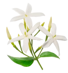 A fresh branch of white jasmine flowers blooming with vibrant green leaves, isolated on a white background. Natural perfume ingredient. © volff