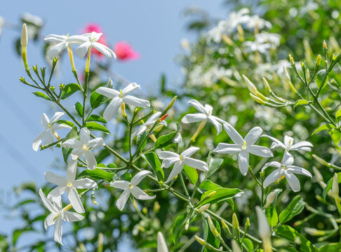 A beautiful close-up view of small white jasmine flowers blooming with yellow centers