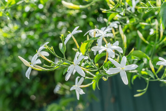 A beautiful close-up view of small white jasmine flowers blooming with yellow centers