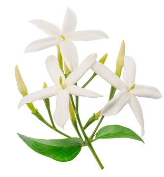 A fresh branch of white jasmine flowers blooming with vibrant green leaves, isolated on a white background. Natural perfume ingredient.