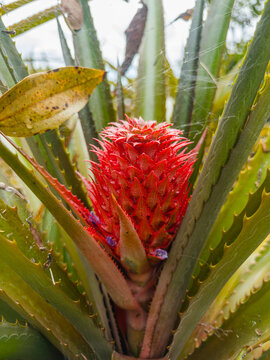 Exotic green pineapple bushes with long spiky leaves growing directly in the soil on an agricultural field, Madeira, Portugal.