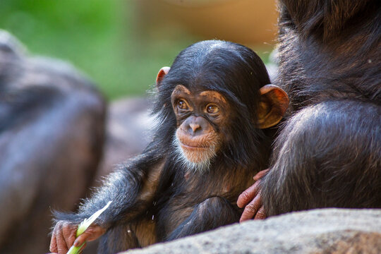 Young chimpanzee sitting close to its mother at the St. Louis Zoo in St. Louis, Missouri