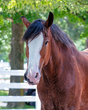 Clydesdale horse with a chestnut coat and a distinctive white blaze, standing in a sunlit paddock