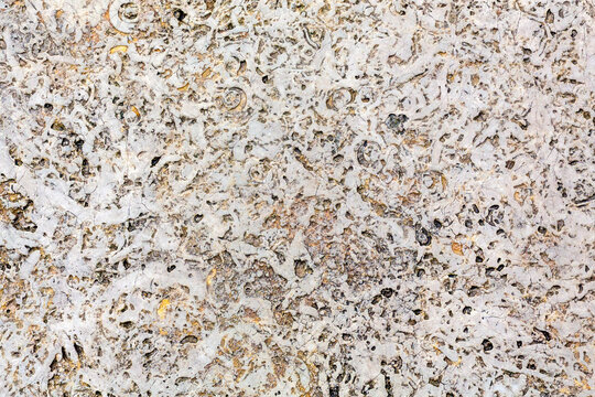 Background of the intricate, variegated surface of shell rock, with its characteristic spiral and circular patterns embedded in a light-colored matrix