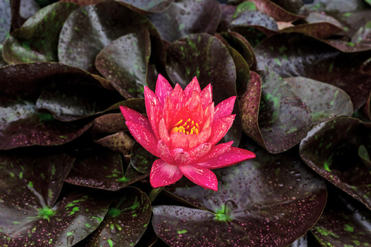 Vibrant Nymphaea water lily in full bloom, its bright pink petals glistening with water droplets against a backdrop of dark, speckled leaves