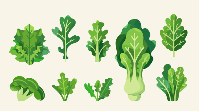 Assorted Leafy Greens Vector Icons Romaine Butter Lettuce Arugula Kale Spinach On Pale Background