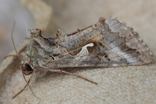 Closeup on a Silver Y owlet moth, Autographa gamma on a piece of wood