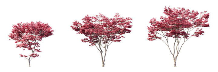 Red Japanese maple trees collection isolated on transparent background for autumn landscape asset © Everythingyouneed