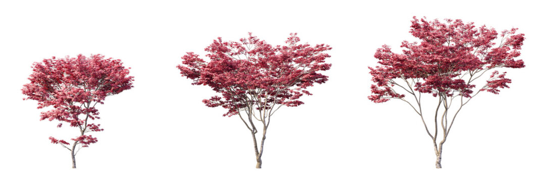 Red Japanese maple trees collection isolated on transparent background for autumn landscape asset
