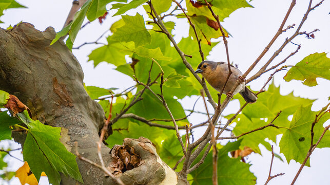 Madeira Chaffinch, Fringilla maderensis, Vereda dos Balcoes PR11 Mountain Footpath, Madeira, Portugal, Europe