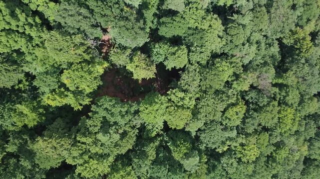 Aerial View of Forest Canopy in Alsace region of France. Descending Drone Footage of Green Trees and Forest Floor Perfect for Nature and Travel Videos.