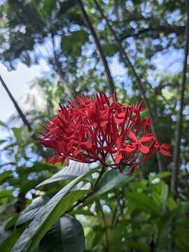 Close up vibrant red bottlebrush flower blooming in natural outdoor sunlight