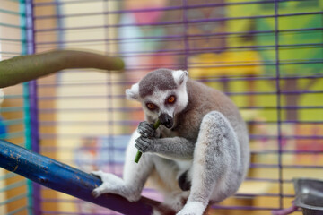 Fototapeta premium Ring-tailed lemur eating in a zoo cage