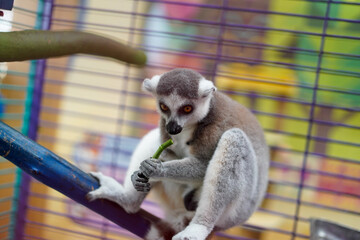 Fototapeta premium ring-tailed lemur eating leaf in cage at zoo