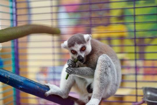 Ring-tailed lemur eating in a zoo cage