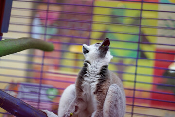 ring-tailed lemur in a cage looking up © Firman Maulana Ihsan