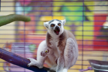 Fototapeta premium Ring-tailed lemur sitting on a branch in a colorful cage