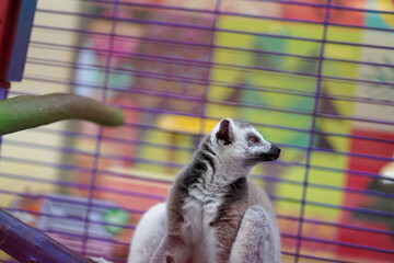 ring-tailed lemur in a colorful cage looking up © Firman Maulana Ihsan