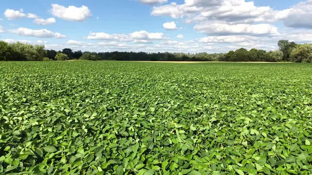 Lush green soybean field sways gently in the wind, showcasing the vibrant leaves rustling together, creating a serene and dynamic natural landscape under bright sunlight. Aerial view