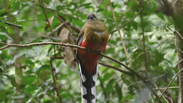Colorful female trogon bird with a striking long tail perched on a branch in a lush green rainforest habitat, wild exotic wildlife