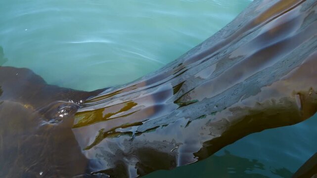 Close up of fresh kelp farming in the clean sea, laminaria aquaculture, dashima / 청정 바다에서 양식되는 신선한 다시마 근접 촬영 영상, 해조류 양식