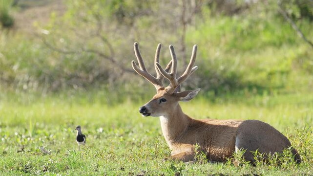 Adult marsh deer with full velvet antlers lies on open wet meadow while a small bird forages nearby in the Iber&aacute; Wetlands, useful for conservation or behavior content.
