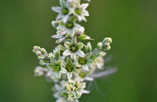 Weisser Germer