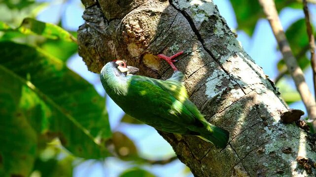 Vibrant Coppersmith Barbet bird clinging to a textured tree trunk in a natural tropical habitat, detailed wildlife close up