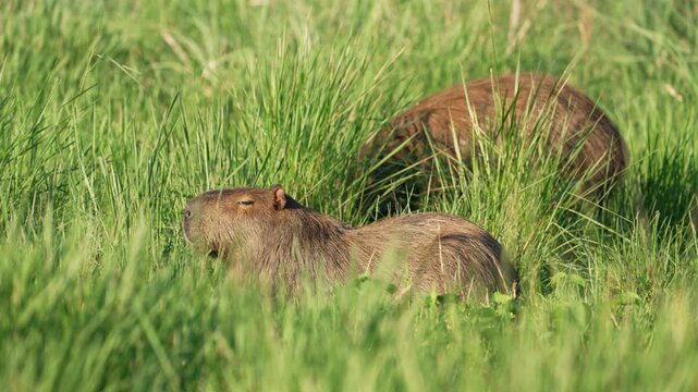 Two greater capybaras rest and nibble among tall green grasses in soft evening light, a quiet moment in a South American marsh habitat.
