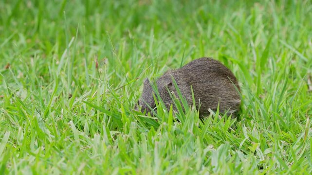 A wild Brazilian guinea pig Cavia aperea nibbles and moves through lush green lawn grass in Argentina, useful for wildlife behavior or South American nature themes.