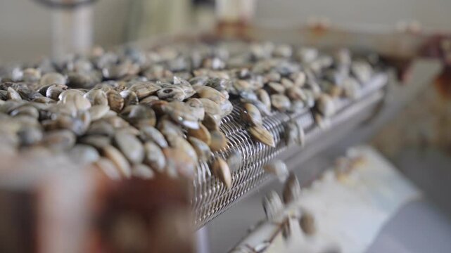 Seafood products&mdash;sorting and cleaning clams; seafood aquaculture; a bumper harvest of clams