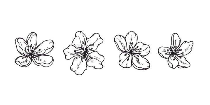 Set of hand drawn apple blossom flowers in engraving style. Delicate fruit tree petals graphic sketch illustration. Springtime floral botanical drawing for wedding invitation or greeting card.