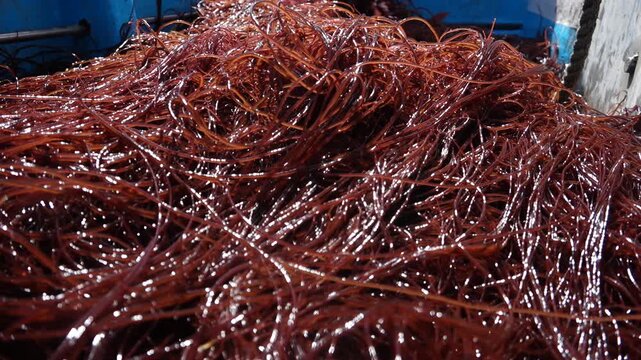 Korea commercial seaweed aquaculture harvest business, raw gracilaria sea moss farming, eco friendly fisherman manual labor / 한국 남해 수산식품 해초 양식업 수확 비즈니스, 꼬시래기 원료 원자재 생산 가공, 친환경 어민 수산업 육체 노동 현장