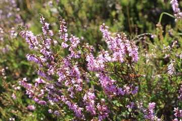 Obraz premium Delicate pink heather flowers bloom vibrantly in a sunlit natural meadow