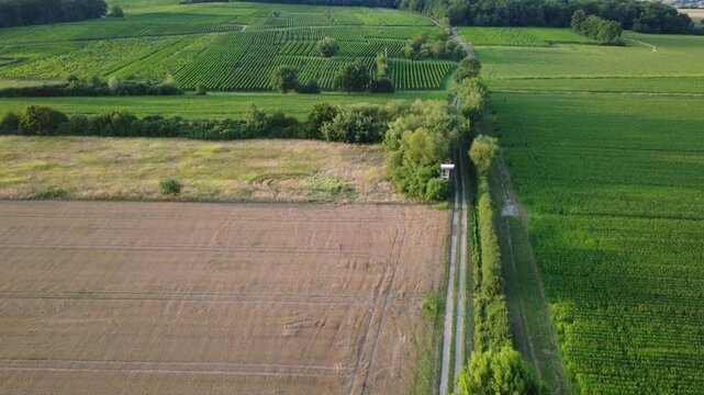 Aerial drone shot over vineyards in Dambach-La-Ville, France. Rows of grape vines create a textured pattern of a Lush green landscape in summer.