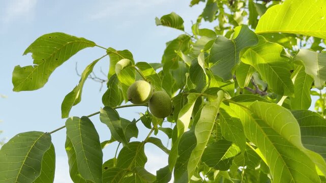 Young green walnuts hang from a leafy branch against a bright blue sky in Crimea. This sun-drenched scene feels peaceful, hopeful, and full of summer vitality.