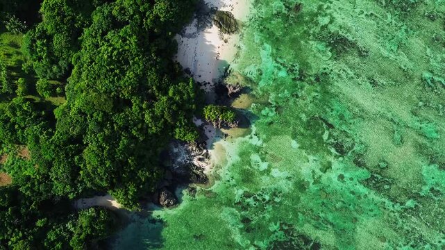 Top Down Drone View of Blue Ocean, Sandy Beach and Tropical Green Trees in Okinawa