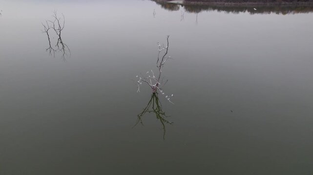 Aerial video of Lake Lavon, Texas white birds are roosting in a tree on a dreary rainy day