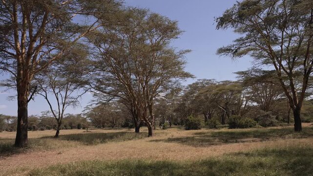 Acacia Trees Forest Landscape Scenery in Kenya, Africa. Beautiful Nature on safari in Solio Game Reserve, an African Safari Park.