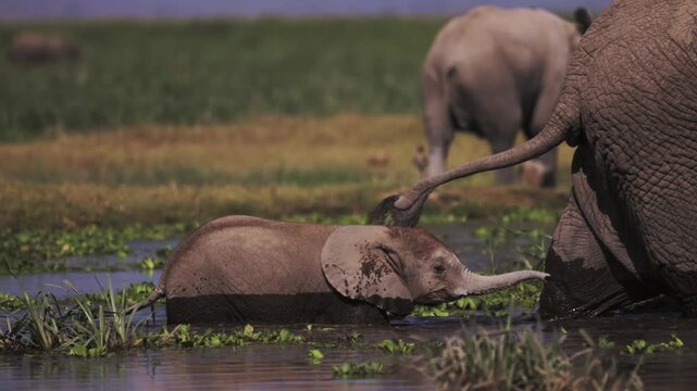 Tiny Cute Baby Elephant Following its Mother in Amboseli, African Wildlife and Safari Animals Babies in Amboseli in Kenya, Elephants Family Herd in Africa.