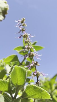 Coleus amboinicus is a species of semi-succulent perennial plant in the family Lamiaceae. Ho'omaluhia Botanical Garden, Honolulu, Oahu, Hawaii. Indian borage, country borage, French thyme, Indian mint