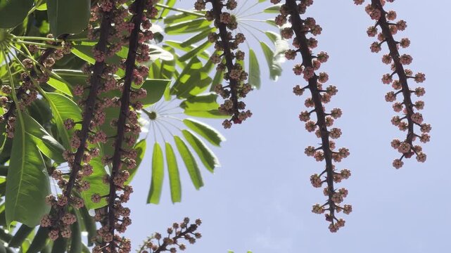 Heptapleurum actinophyllum (formerly Schefflera actinophylla) is a tree in the family Araliaceae. Australian umbrella tree, Queensland umbrella tree, octopus tree and amate. Honolulu, Oahu, Hawaii. 