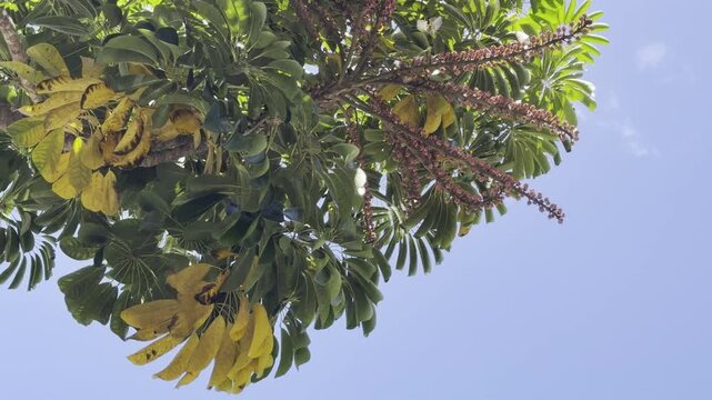Heptapleurum actinophyllum (formerly Schefflera actinophylla) is a tree in the family Araliaceae. Australian umbrella tree, Queensland umbrella tree, octopus tree and amate. Honolulu, Oahu, Hawaii. 