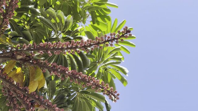 Heptapleurum actinophyllum (formerly Schefflera actinophylla) is a tree in the family Araliaceae. Australian umbrella tree, Queensland umbrella tree, octopus tree and amate. Honolulu, Oahu, Hawaii. 