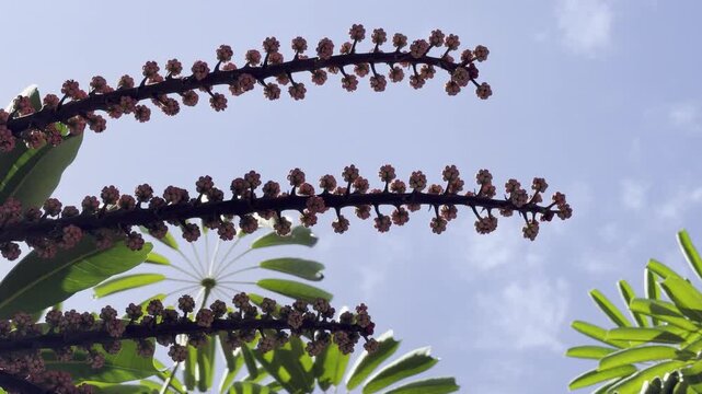Heptapleurum actinophyllum (formerly Schefflera actinophylla) is a tree in the family Araliaceae. Australian umbrella tree, Queensland umbrella tree, octopus tree and amate. Honolulu, Oahu, Hawaii. 