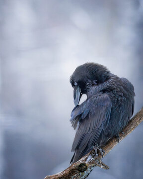 Raven in a winter landscape 