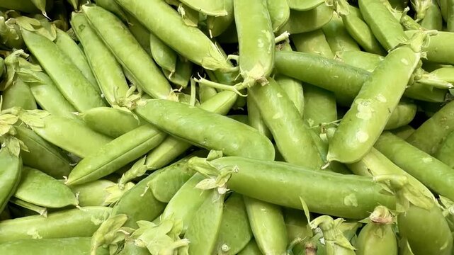 Pile fresh of Green Pea Pods Close-Up Video