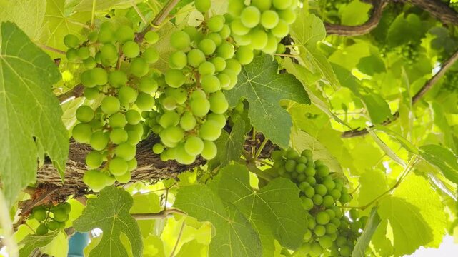 Green grapes hang from a leafy vine in the warm summer sunlight. This vibrant scene evokes feelings of peace, natural vitality, and the sweet anticipation of a bountiful harvest.