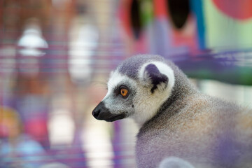 ring-tailed lemur in cage with colorful background © Firman Maulana Ihsan